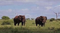 Big Bull Elephants walking on the Savannah in Africa