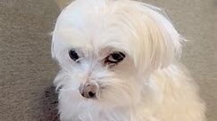 The Perfect Example of Grumpiness! ❤️ His grumpiness makes him even cuter! #maltese #dog #grumpydog | Maltese Angels - A-Rod and Bailey