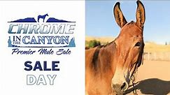 2023 AUCTION LIVE ~ Chrome in the Canyon Premier Mule Sale