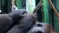 Bitter-sweet memories from the Zoo 🥺❤️#gorillas #londonzoo #mumandbaby | Syl Vie