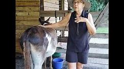 Donkey handling, care and feeding.
