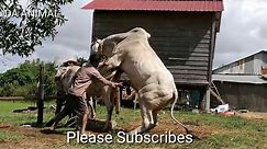 How To Breds Cows In Brazil - Amazing Man Breed Cow Naturally In Country
