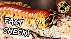 Correcting Coyote Peterson on Centipedes
