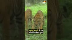Four lion cubs were left in the jungles of Bengal. Tiger Cubs in Bengal Safari
