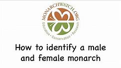 How to identify a male and female monarch