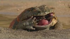 The first time you'll see a frog eating a dinosaur | Beelzebufo: The Largest Frog ever existed
