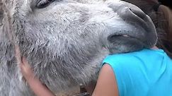 Girl and Donkey Hug