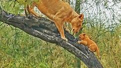 Lioness Teaching Cubs to Climb Trees