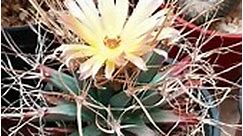 🌵✨Leuchtenbergia principis 🥰✨🌵 . . . ✨Amamos❣️ los Cactus🌵 y Suculentas🏵️ #succulent #suculentas #succulentlovers #cacti #cactus #cactuslovers #sukulent #succulentgarden #plantsofinstagram #cactos #succulentaddict #flower #cacti #plantsoftiktok🌱 #echeveria #lithops #fyppage... - Cactario La Portada, Vivero de Cactus. , Crassas y otras Suculentas