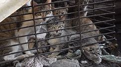 Pet cats served as 'baby tigers' live in grim conditions