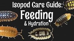 Isopod Care Guide Part 4: Feeding and Hydration