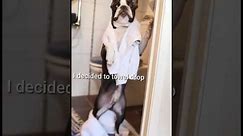 Funny dog videos 😂😂 episode 45 #shorts