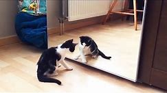 Cats vs. Mirrors 😹 Funny Cats Reaction With Mirrors (Part 2) [Funny Pets]