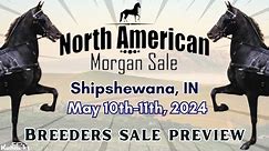 Breeders Sale Preview - 2024 North American Morgan Sale