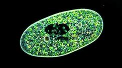 Amazing Microscopic video! Paramecium Bursaria showing symbiosis with green algae.
