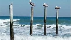 Pelicans Chillin on the Beach in Daytona Beach