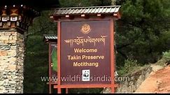 Motithang Takin Preserve, Bhutan