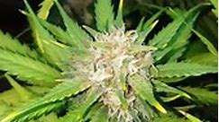 Fast Buds - Gorilla Glue Auto: Late Flowering Stage