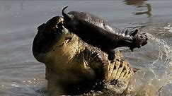 Massive crocodile eating hippo
