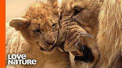 Lion Cub Seeks Attention from His Sleepy Father