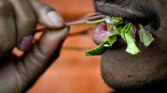 Khat ban: Why is it being made illegal?