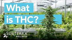 The Benefits and Effects of THC from Cannabis