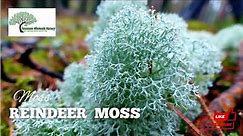 Buy Reindeer Moss at Tn Nursery - A Beautiful Silvery - Grey Moss
