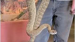 Rattlesnake & Venomous Mexican Beaded Lizard!