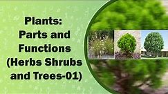 Plants: Parts and Functions (Herbs Shrubs and Trees-01)