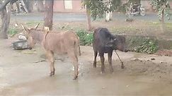 Cow with donkey murraw