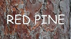How to identify red pine (Pinus resinosa) | TREE ID #3