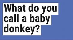 What do you call a baby donkey?