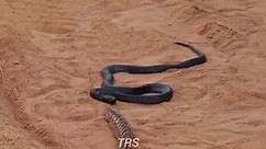 black cobra vs viper sanke