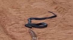 black cobra vs viper sanke