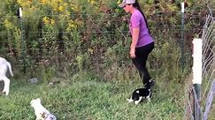 Border Collie Puppies Display Early Herding Instincts