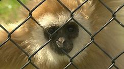 The Magnetic Hill Zoo in Moncton welcomes a baby white-handed gibbon, one of the fastest of all primates.