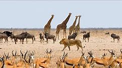 Nature Documentary - Krugers Pafuri Wildlife in Africa Full HD 1080p