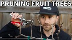 How To Prune Fruit Trees For SMALL Size And MAXIMUM Production!