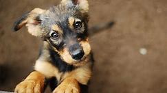 Puppies For Adoption: How, and Where to Adopt a Puppy | Petfinder
