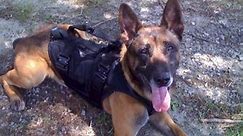 Watch Hero Dogs: Season 2, Episode 1, "Remco: Searching for Bergdahl" Online - Fox Nation