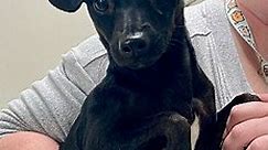 Greeneville, TN - Chihuahua. Meet Ellie a Pet for Adoption - AdoptaPet.com