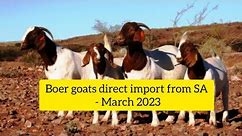 New batch of Boer goats - Direct import from South Africa to Kenya (March 2023 Group)