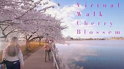 4K Virtual Walk - Cherry Blossom - Washington DC USA