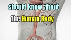 5 things you should know about the human body