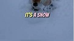 Fluffy Japanese Dog's Snow Delight! | #heartsome #dog #winter