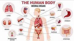 Parts of the Body in English: Internal Organs | English Vocabulary