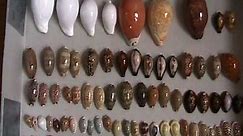My seashells collection / Ma collection de coquillages (cypraea, conus, cowries, murex...)