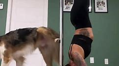 Cute partner play with their fur baby! @kingston_b.collie! 🐕 #poletrickoftheday | Pole Trick of the Day