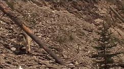 Canis Lupus (Grey Wolf) - Dedicated to Conservation documentary