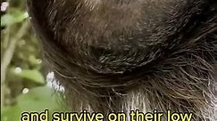 5 Mind-Blowing Sloths Facts You Need to See to Believe!